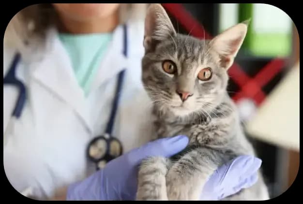 Clínicas veterinarias